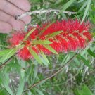 20 Texas Bottlebrush Seeds Callistemon Viminalis Fresh Seeds