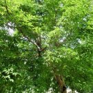 20 Three Flower Maple Seeds Acer Trifolium Fresh Seeds