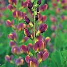 20 Twilite Prairie Blues False Indigo Seeeds Baptisia X Variicolor Twilite Fresh Seeds