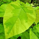 20 Variegated Southern Catalpa Seeds Catalpa Bignonioides Variegata Fresh Seeds