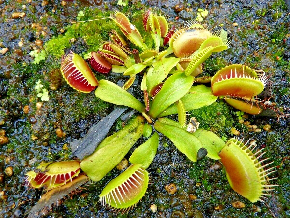 20 Venus Flytrap Seeeds Dionaea Muscipula Fresh Seeds