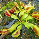 20 Venus Flytrap Seeeds Dionaea Muscipula Fresh Seeds