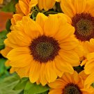 20 Vincents Choice Sunflower Seeds Helianthus Annuus Fresh Seeds
