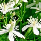 20 Virgins Bower Clematis Vine Seeds Clematis Virginiana Fresh Seeds