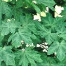 20 Walderseei Speckled Norway Maple Seeds Acer Platanoides Walderseei Fresh Seeds