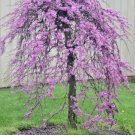 20 Weeping Covey Lavender Twist Redbud Seeeds Cersis Canadensis Fresh Seeds