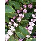 20 Welchs Pink Beautyberry Seeds Callicarpa Americana Welchs Pink Fresh Seeds