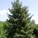 20 White Spruce Seeeds Picea Glauca Fresh Seeds