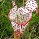 20 White Topped Pitcher Plant Seeds Sarracenia Leucophylla Fresh Seeds