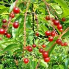 20 Wild Black Cherry Seeds Prunus Serotina Fresh Seeds