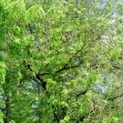 20 Wilsons Prospector Elm Seeds Ulmus Wilsoniana Prospector Fresh Seeds