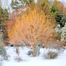 20 Winter Lightning Boxelder Maple Seeds Acer Negundo Winter Lightning Fresh Seeds