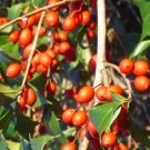 20 Wolf 21 American Holly Seeds Ilex Opaca Fresh Seeds