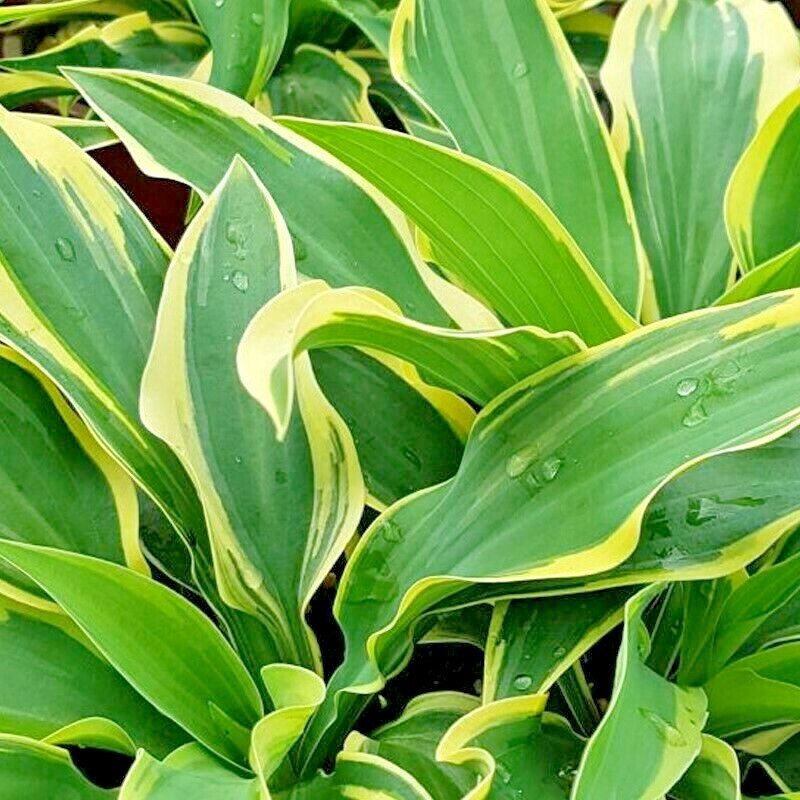 20 Wolverine Hosta Seeds Fresh Seeds