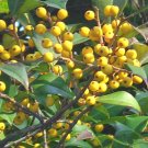 20 Xanthocarpa Boyce Thompson American Holly Seeds Ilex Opaca Yellow Berrys Fresh Seeds