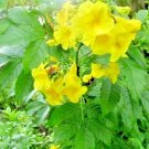 20 Yellow Bells Seeds Esperanza Tecoma Stans Fresh Seeds