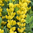 20 Yellow Wild Indigo Seeds Baptisia Tinctoria Fresh Seeds