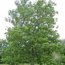 25 American Moon Sycamore Seeds Platanus Occidentalis Fresh Seeds