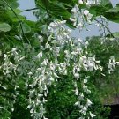 25 American Sweetshade Yellowwood Seeds Cladrastis Kentukea Sweetshade Fresh Seeds