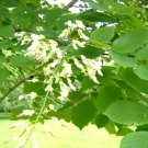 25 American Yellowwood Seeds Cladrastis Kentukea Fresh Seeds