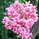 25 Biloxi Crepe Myrtle Seeds Lagerstroemia Biloxi Fresh Seeds
