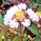 25 Burgundy Cotton Crepe Myrtle Seeds  Lagerstroemia Indica Fresh Seeds