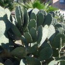 25 Carolina Prickly Pear Cactus Seeds Opuntia Tunoidea Fresh Seeds