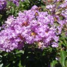 25 Catawba Crepe Myrtle Seeds Lagerstroemia Indica Fresh Seeds