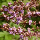 25 Chinese Chaste Tree Seeds Vitex Negundo Fresh Seeds