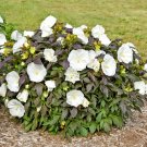 25 Cookies And Cream Hibiscus Seeds Black Foliage Fresh Seeds