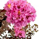 25 Delta Eclipse Crepe Myrtle Seeds Lagerstroemia Delta Eclipse Fresh Seeds