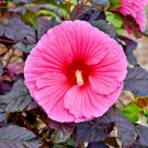 25 Edge Of Night Hibiscus Seeeds Fresh Seeds