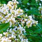 25 Fantasy Crepe Myrtle Seeds Lagerstroemia Indica Fantasy Fresh Seeds
