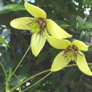 25 Golden Tiara Clematis Seeds Clematis Serratifolia Fresh Seeds