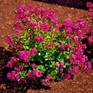 25 Grape Dwarf Crepe Myrtle Seeds Lagerstroemia Indica Congrabel Fresh Seeds