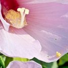 25 Great Rose Mallow Seeds Hibiscus Grandiflora Fresh Seeds
