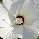 25 Hairy Rose Mallow Seeeds Hibiscus Lasiocarpus Fresh Seeds