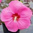 25 Head Over Heels Passion Hibiscus Seeds Hibiscus Syriacus Fresh Seeds