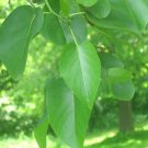 25 Italian Alder Seeds Alnus Cordata Fresh Seeds