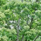 25 Korean Evodia Seeds Tetradium Daniellii Fresh Seeds