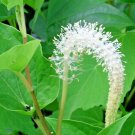 25 Lizards Tail Seeds Saururus Cernuus Fresh Seeds