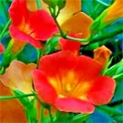 25 Madame Galen Trumpet Vine Seeds Campsis × Tagliabuana Fresh Seeds