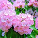 25 Mountain Laurel Seeeds Kalmia Latifolia Fresh Seeds