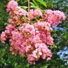 25 Osage Crepe Myrtle Seeds Lagerstroemia India X Fauriei Osage Fresh Seeds