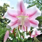 25 Pink Formosa Lily Seeds Lilium Formosanum Giant Fresh Seeds