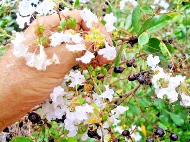 25 Pixie White Crepe Myrtle Seeds Lagerstroemia Pixie White Fresh Seeds