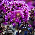 25 Purely Purple Crepe Myrtle Seeds Lagerstroemia X Purely Purple Fresh Seeds
