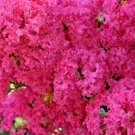 25 Rasberry Dwarf Crepe Myrtle Seeds Lagerstroemia Indica Fresh Seeds