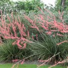 25 Red Yucca Seeds Hesperaloe Parviflora Fresh Seeds