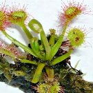 25 Roundleaf Sundew Seeeds Drosera Rotundifolia Fresh Seeds